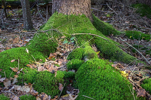 radice, tribù, muschio, albero, ceppo, natura, verde, radice dell'albero, pianta, radicato, foresta, colore verde, all'aperto, erba, foglia, crescita, nessuno, Paesaggi, terra, tronco, bellezza nella natura, tronco d'albero, giorno, la tranquillità, vista dall'alto, campo, scena non urbana, scena tranquilla, parte vegetale, bosco, 5K, CC0, dominio pubblico, privo di copyright