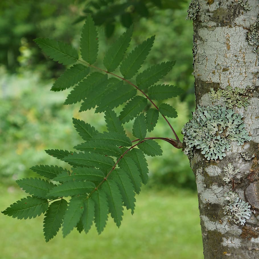 rowan, sorbus, arbre caducifoli, arbre, planta, creixement, color verd, centrar-se en primer pla, tronc de l'arbre, tronc, naturalesa, primer pla, bellesa a la natura, dia, cap gent, part de la planta, a l'aire lliure, full, tranquil·litat, textura, terra, bosc, frescor, liquen, 2K
