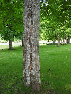 arbre, verd, full, estiu, llit, branques, herba, cel, sendera, parc, branca, planta, paisatges, molsa, bosc, jardí, naturalesa, tronc de l'arbre, tronc, color verd, creixement, terra, camp, tranquil·litat, dia, a l'aire lliure, bellesa a la natura, paisatge, cap gent, medi ambient, parc - l'home va fer espai, escena tranquil·la, 2K, CC0, domini públic, lliure de regalies