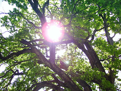 albero, sole, verde, luce posteriore, vecchia quercia, pianta, Inquadratura dal basso, luce del sole, bellezza nella natura, riflesso lente, ramo, giorno, cielo, natura, crescita, nessuno, raggio di sole, la tranquillità, tronco d'albero, all'aperto, retroilluminato, tronco, soleggiato, streaming, bagliore solare, 2K, CC0, dominio pubblico, privo di copyright