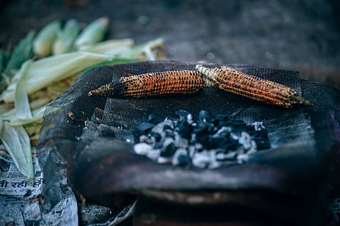 lecker gerösteten Mais, gegrillt, Hühneraugen, Grillpfanne, tagsüber, Mais, Kohlen, Verbrennung, Braten, Grill, Tier, selektiver Fokus, keine Leute, Nahansicht, Essen und Trinken, Lebensmittel, Tiere in freier Wildbahn, Tierthemen, Tag, Natur, Tierwelt, draußen, ein Tier, Frische, Gemüse, Holz - Material, Reptil, Wohlbefinden, gesundes Essen, schwarze Farbe, 5K, CC0, gemeinfrei, lizenzfrei