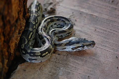 pythonas, gyvatė, ropliai, laukinės gamtos, pythonas, gyvatė, plėšrūnas, egzotiškas, suvynioti, odą, laukiniai, pavojinga, gynybinis, sklandžiai, galva, pobūdį, gyvūnas, mėsėdis, nuodingas, mediena - medžiaga, nėra žmonių, Iš arti, dieną, lauke, gyvūnų temos, stuburiniai, vienas gyvūnas, gyvūnų gyvūnija, gyvūnams, aukšto kampo vaizdas, atrankinis dėmesys, sutelkti dėmesį į naujas žinias, žemės, gyvūnų skalė, 2K, CC0, Viešasis domenas, nemokamai