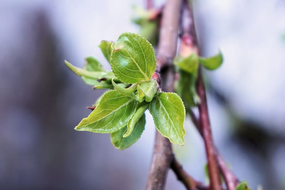 full, verd, primavera, brot, frisch, nou, fulla verda, planta, viu nou, jove, despertar, naturalesa, sec, brollar, estructura de les fulles, brillant, noi dispara, arbre caducifoli, fulles, brots, part de la planta, primer pla, bellesa a la natura, color verd, creixement, centrar-se en primer pla, menjar i beguda, menjar, frescor, cap gent, enfocament selectiu, dia, a l'aire lliure, alimentació saludable, flor, medicina, branca, 4K
