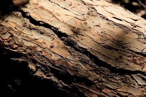 tribu, registre, escorça d'arbre, arbre, escorça, fons, naturalesa, marró, patró, material de fusta, tronc de l'arbre, bosc, primer pla, textura, resum, fòssil, rock - object, antic, cap gent, aspre, tronc, enfocament selectiu, marc complet, centrar-se en primer pla, dia, escorça de la planta, planta, a l'aire lliure, 5K, CC0, domini públic, lliure de regalies