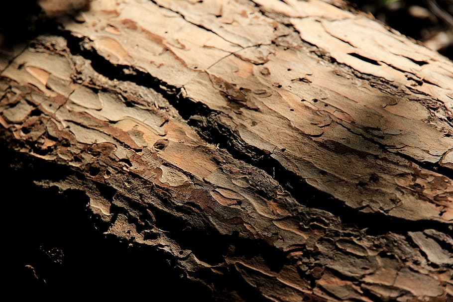 tribu, registre, escorça d'arbre, arbre, escorça, fons, naturalesa, marró, patró, material de fusta, tronc de l'arbre, bosc, primer pla, textura, resum, fòssil, rock - object, antic, cap gent, aspre, tronc, enfocament selectiu, marc complet, centrar-se en primer pla, dia, escorça de la planta, planta, a l'aire lliure, 5K