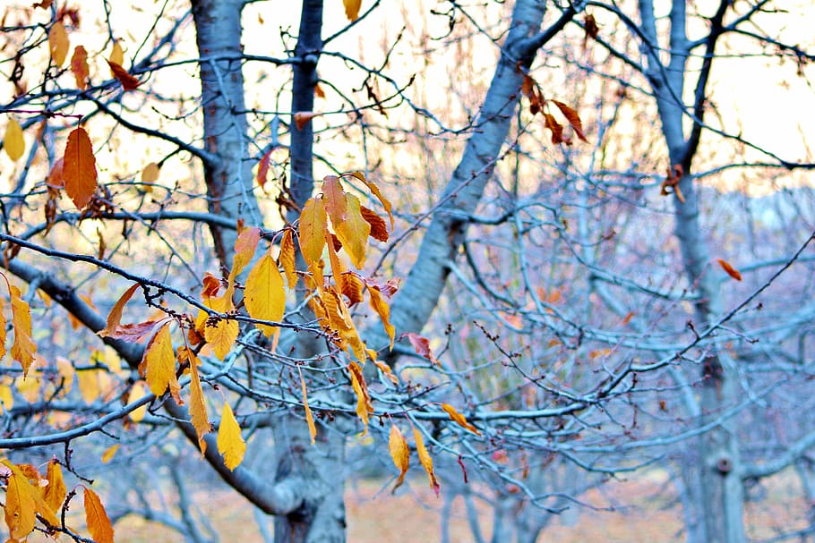 arbre, full, groc, naturalesa, bosc, temporada, color, natural, fulles, parc, daurat, pakistan, temps, caure, tardor, colorit, branca, arbre nu, hivern, dia, bellesa a la natura, cap gent, a l'aire lliure, planta, centrar-se en primer pla, canvi, tranquil·litat, creixement, vista d’angle baix, escenics - natura, part de la planta, primer pla, 5K