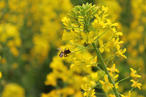 primavera, pianta, stupro, ape, pianta fiorita, fiore, animali allo stato selvatico, fauna selvatica, invertebrato, insetto, un animale, temi animali, animale, bellezza nella natura, fragilità, vulnerabilità, giallo, freschezza, crescita, petalo, avvicinamento, testa di fiore, impollinazione, nessuno, 2K, CC0, dominio pubblico, privo di copyright