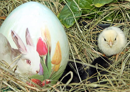 Ostern, Ei, Nest, Vogel, Küken, Tier, Tierthemen, Feier, Osterei, junger Vogel, Lebensmittel, Jungtier, Natur, Urlaub, keine Leute, Wirbeltier, Pflanze, Säugetier, Tiernest, 2K, CC0, gemeinfrei, lizenzfrei