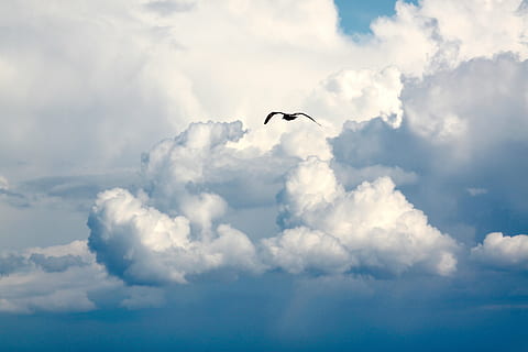 fugl, flyvende, himmel, flyvningen, skyer, flyve, blå himmel skyer, blå himmel, overskyet, himlen skyer, cloudscape, dom, måge, sky - himmel, dyre temaer, dyr, dyreliv, hvirveldyr, dyr i naturen, et dyr, Midt i luften, natur, ingen mennesker, spredte vinger, skønhed i naturen, dag, lav vinkel visning, hvid farve, udendørs, bevægelse, over, 4K, CC0, offentligt domæne, royaltyfrie