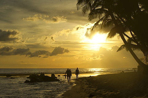 Meer, Dämmerung, Natur, Sonnenuntergang, hinterleuchtet, Strand, Karibik, Wolken, Ozean, draußen, Palme, Palmen, friedlich, welligkeit, Sand, szenisch, seelandschaft, Silhouette, Sonnenaufgang, tropisch, Urlaub, Wasser, Himmel, Schönheit in der Natur, Land, Szenen - Natur, wolke - himmel, Horizont über Wasser, Horizont, tropisches Klima, echte Menschen, Gruppe von Leuten, Baum, Freizeitbeschäftigung, 4K, CC0, gemeinfrei, lizenzfrei