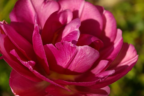 tulips, red, flower, spring, nature, flowers, bloom, spring flower, plant, early bloomer, garden, petals, flower garden, harbinger of spring, double flowers, roses tulips, flora, botany, frühlingsanfang, frühlingsblüher, full bloom, awakening, tulpenbluete, open, flower bulb, flower bed, exotic, blossomed, farbenpracht, bright, color, beautiful, colorful, flowering plant, beauty in nature, freshness, petal, close-up, pink color, fragility, vulnerability, inflorescence, growth, flower head, focus on foreground, no people, springtime, selective focus, outdoors, purple, gardening, softness, 2K, CC0, public domain, royalty free