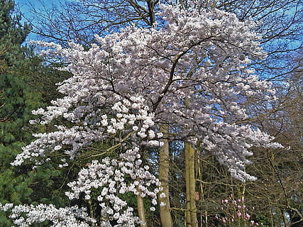 arboles, flores, primavera, floreciente, cielo, Inglaterra, gran Bretaña, jardín, naturaleza, fuera de, hermoso, flor, árbol, fragilidad, planta, planta floreciendo, crecimiento, belleza en la naturaleza, frescura, vista de ángulo bajo, rama, día, vulnerabilidad, nadie, botánica, el color blanco, al aire libre, flor de cerezo, Cerezo, 2K, CC0, dominio público, libre de derechos