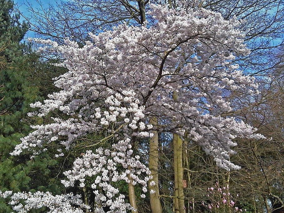 arboles, flores, primavera, floreciente, cielo, Inglaterra, gran Bretaña, jardín, naturaleza, fuera de, hermoso, flor, árbol, fragilidad, planta, planta floreciendo, crecimiento, belleza en la naturaleza, frescura, vista de ángulo bajo, rama, día, vulnerabilidad, nadie, botánica, el color blanco, al aire libre, flor de cerezo, Cerezo, 2K
