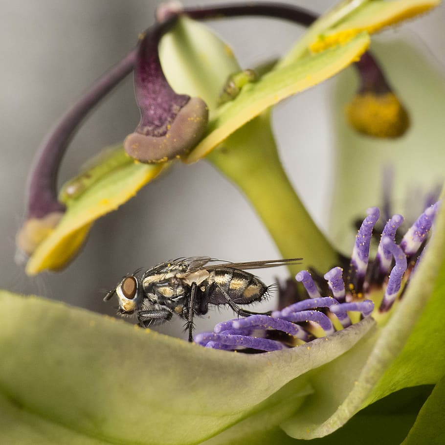 Beige, schwarz, Biene, Passionsblume, grau, Gelb, fliegen, Insekt, Fehler, Staubblatt, Pollen, Blume, blühende Pflanze, Tierthemen, Tier, Schönheit in der Natur, Tiere in freier Wildbahn, Pflanze, wirbellos, Tierwelt, Nahansicht, ein Tier, Zerbrechlichkeit, Verletzlichkeit, Frische, lila, Blütenblatt, Natur, Blütenkopf, keine Leute, Bestäubung, 1080P
