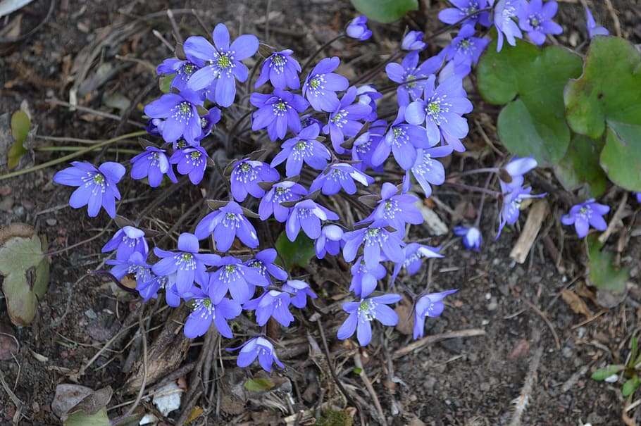 hepatica, primavera, planta de primavera, flor, planta, pennywort, finlandès, blau, bosc, anemone, flor de primavera, florint, flor blava, naturalesa, planta amb flors, fragilitat, vulnerabilitat, bellesa a la natura, frescor, creixement, porpra, pètal, primer pla, dia, inflorescència, cap de flor, cap gent, terra, camp, centrar-se en primer pla, a l'aire lliure, Ram de flors, lila, 5K