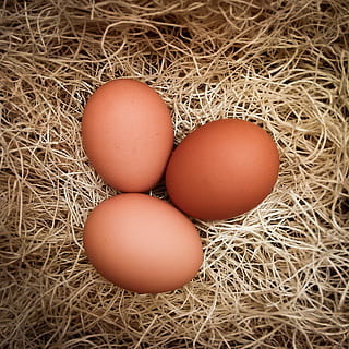 Tres, marrón, nativo, huevos, huevos de gallina, Pascua de Resurrección, huevo, cáscara de huevo, granja, desde arriba, heno, nido, orgánico, oval, aves de corral, cáscara, Paja, comida, comida y bebida, bienestar, alimentación saludable, nadie, fragilidad, huevo de animal, vulnerabilidad, frescura, vista de alto ángulo, nido de animales, naturaleza, de cerca, alimentos crudos, adentro, principios, 1080P, CC0, dominio público, libre de derechos