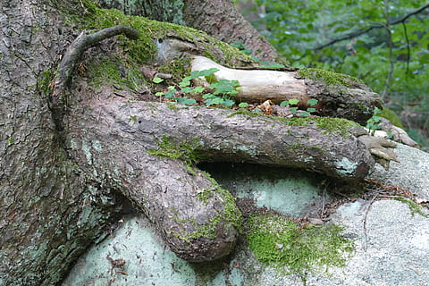 tree, forest, strange, perspective, landscape, recreation area, nature, plant, moss, growth, tree trunk, trunk, day, textured, no people, close-up, land, rough, green color, tranquility, outdoors, focus on foreground, bark, covering, lichen, rainforest, 5K, CC0, public domain, royalty free