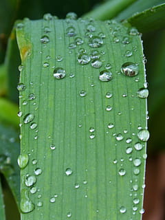 foglia, gocce, Rocio, umidità, dettaglio, far cadere, acqua, avvicinamento, colore verde, bagnato, nessuno, pianta, natura, concentrarsi sulle conoscenze acquisite, crescita, bellezza nella natura, freschezza, giorno, pioggia, all'aperto, parte vegetale, rugiada, goccia di pioggia, purezza, filo d'erba, 2K, CC0, dominio pubblico, privo di copyright