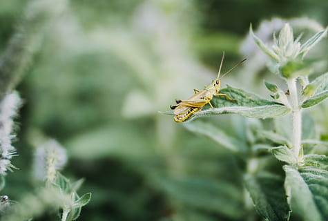 yellow, grasshopper, green, plant, brown, perched, leaf plant, closeup, photography, insect, bug, grasshopper on leaf, animal wildlife, animal themes, invertebrate, animals in the wild, animal, one animal, plant part, close-up, green color, leaf, nature, focus on foreground, day, beauty in nature, no people, selective focus, growth, animal body part, outdoors, animal wing, 2K, CC0, public domain, royalty free