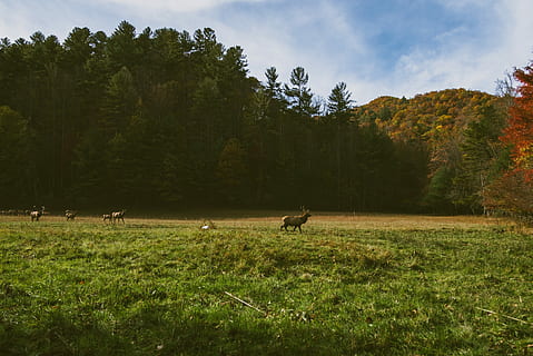 Zielona trawa, Natura, drzewo, trawa, zwierzę, na dworze, krajobraz, scena wiejska, pasący się, pastwisko, łąka, scenics, jedno zwierzę, tematy zwierzęce, zwierzęta na wolności, roślina, wylądować, zielony kolor, pole, ssak, zwierzęca przyroda, kręgowiec, grupa zwierząt, piękno natury, dzień, wzrost, środowisko, żadnych ludzi, 4K, CC0, domena publiczna, darmowe zdjęcia