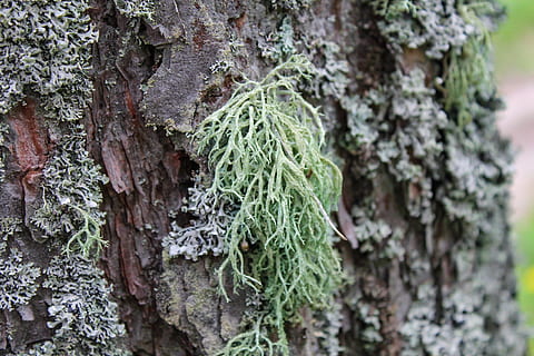 lichen, mos, Skov, plante, træstamme, bagagerum, vækst, træ, tæt på, dag, ingen mennesker, natur, grøn farve, tekstureret, plantebark, svamp, fuld ramme, udendørs, fokus på forgrunden, ru, skønhed i naturen, bark, 2K, CC0, offentligt domæne, royaltyfrie