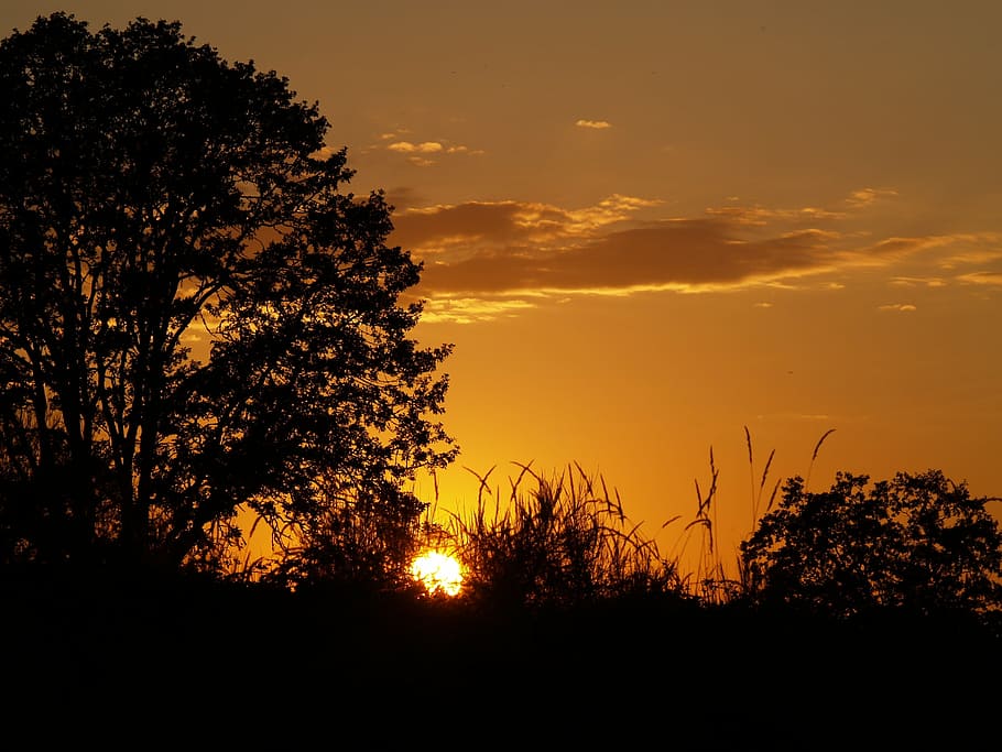 posta de sol, taronja, arbres, cel, naturalesa, sol, paisatge, vespre, llum solar, horitzó, color, escena, tarda, silueta, pacífica, retirar-se, pescar, hora daurada, arbre, a l'aire lliure, color taronja, planta, bellesa a la natura, tranquil·litat, escenics - natura, escena tranquil·la, cap gent, creixement, núvol - cel, idíl·lic, escena no urbana, medi ambient, cel dramàtic, 2K