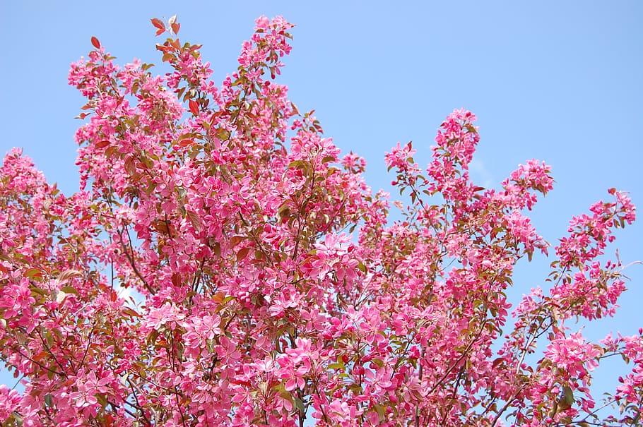 Baum, Blumen, Frühling, blüht, Natur, Rosa, Blume, pinke Farbe, Pflanze, blühende Pflanze, Flachwinkelansicht, Wachstum, Himmel, Schönheit in der Natur, Frische, Zerbrechlichkeit, Verletzlichkeit, klarer Himmel, blühen, Tag, keine Leute, Ast, draußen, Kirschblüte, 2K