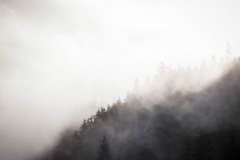 fotografie de copaci, fotografie, copaci, acoperit, alb, fum, Munte, copac, nor, pădure, aburi, ceaţă, cețos, raza de soare, soare, alaska, întuneric, natură, plantă, scenice - natura, liniște, o scenă liniștită, teren, nici o persoana, mediu inconjurator, frumusețe în natură, Brad, cer, iarnă, conifer, zi, scenă non-urbană, pini de pădure, copac vesnic verde, 5K, CC0, domeniu public, fără drepturi de autor