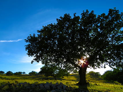 verde, folha de árvore, fileira de grama, azul, céu, Folha verde, árvore, grama verde, linha, céu azul, natureza, ao ar livre, panorama, cena rural, scenics, verão, grama, beleza na natureza, campo, agricultura, silhueta, plantar, pessoas reais, uma pessoa, terra, atividade de lazer, estilos de vida, crescimento, tranquilidade, cor verde, de pé, luz solar, cena não urbana, braço humano, braços levantados, 4K, CC0, domínio público, royalty free