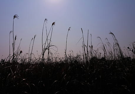 riet, gloed, backlight, fabriek, groei, hemel, veld-, schoonheid in de natuur, land-, natuur, geen mensen, kalmte, landbouw, gras, rustige scène, gewas, landschap, scenics - natuur, buitenshuis, milieu, silhouet, landelijke scène, dag, 2K, CC0, publiek domein, royaltyvrij