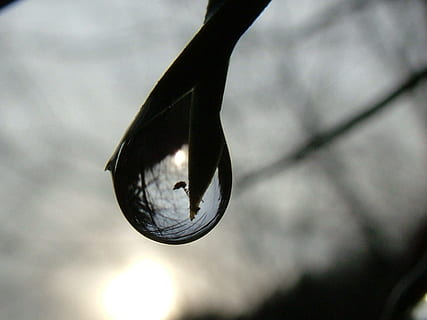macro photography, water droplet, raindrop, mirroring, drip, reflection, branch, leaf, autumn, water, nature, animal themes, focus on foreground, no people, animal wildlife, one animal, animal, sky, animals in the wild, silhouette, close-up, vertebrate, cloud - sky, tree, bird, day, outdoors, shape, hanging, marine, 720P, CC0, public domain, royalty free