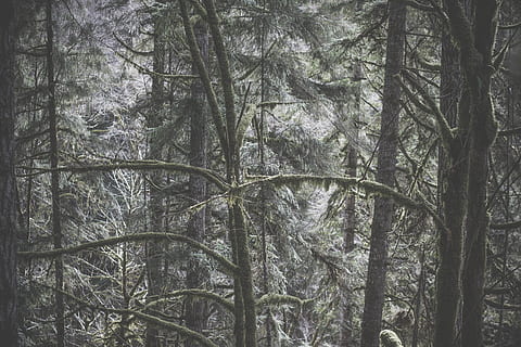 las natura drzewa zima, las, Natura, drzewo, zimowy, lesisty teren, na dworze, krajobraz, scenics, Oddział, żadnych ludzi, pnia drzewa, piękno natury, pora roku, tła, dzień, roślina, bagażnik samochodowy, wzrost, wylądować, spokój, niski kąt widzenia, scena pozamiejska, scenics - natura, spokojna scena, bambus - roślina, Korona drzewa, 4K, CC0, domena publiczna, darmowe zdjęcia