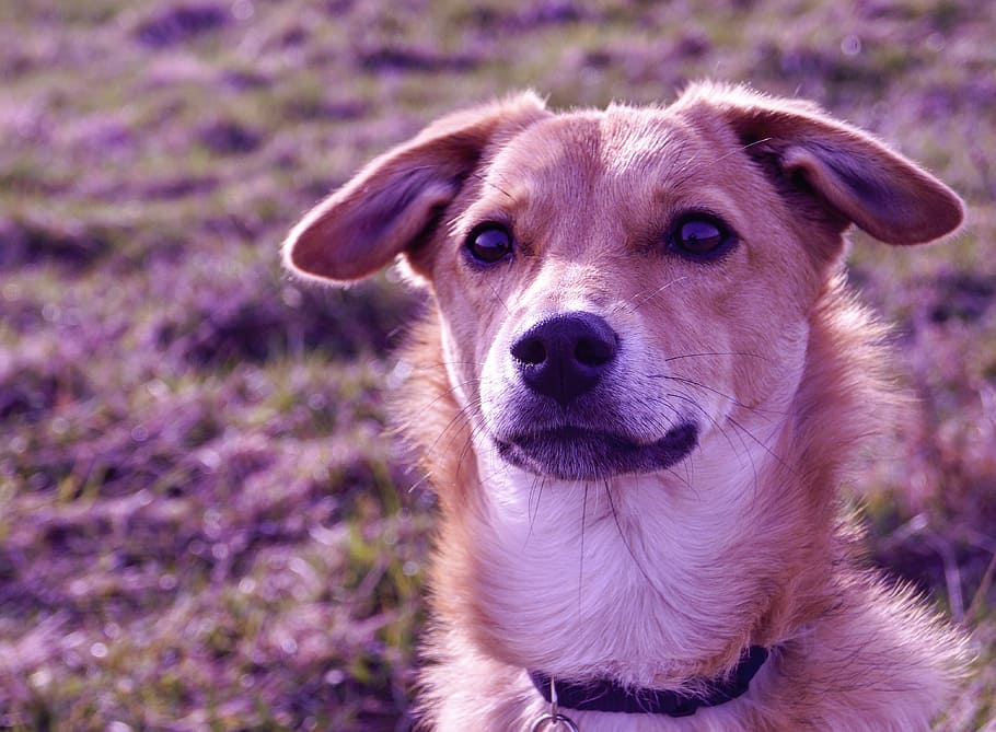 cane, natura, animali domestici, animale, canino, carina, cucciolo, all'aperto, cane di razza, mammifero, un animale, domestico, ritratto, guardando la fotocamera, vertebrato, concentrarsi sulle conoscenze acquisite, avvicinamento, nessuno, parte del corpo animale, giorno, campo, viola, grugno, 4K