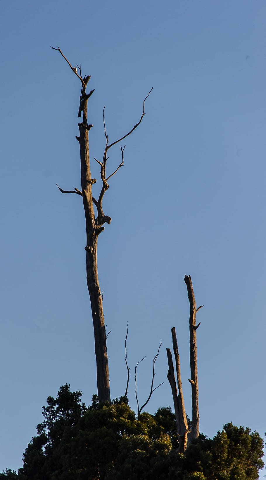mort, tronc, eucaliptus, arbre de goma, arbres, silueta, Austràlia, cel blau, Stark, arbre, arbre nu, cel clar, cap gent, branca, planta, cel, naturalesa, vista d’angle baix, tranquil·litat, planta morta, dia, tronc de l'arbre, blau, bellesa a la natura, escenics - natura, a l'aire lliure, creixement, llum solar, clima àrid, 2K