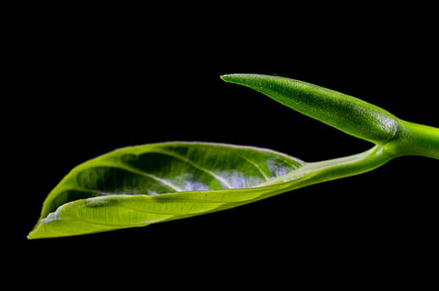 blad, blade, jackfruit blad, grøn, natur, plante, grøn farve, tæt på, makro, friskhed, sort baggrund, plante del, studio skud, ingen mennesker, mad, indendørs, mad og drikke, enkelt objekt, grøntsag, sund kost, skønhed i naturen, vand, velvære, botanik, 5K, CC0, offentligt domæne, royaltyfrie
