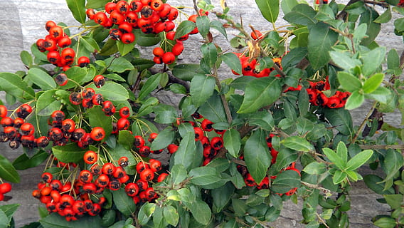 flora, cotoneaster, vermell, fruita, estiu, naturalesa, primer pla, planta, part de la planta, full, creixement, frescor, bellesa a la natura, color verd, menjar i beguda, alimentació saludable, menjar, flor, dia, planta amb flors, fruites de baies, cap gent, vulnerabilitat, a l'aire lliure, rowanberry, madur, cap de flor, 4K, CC0, domini públic, lliure de regalies
