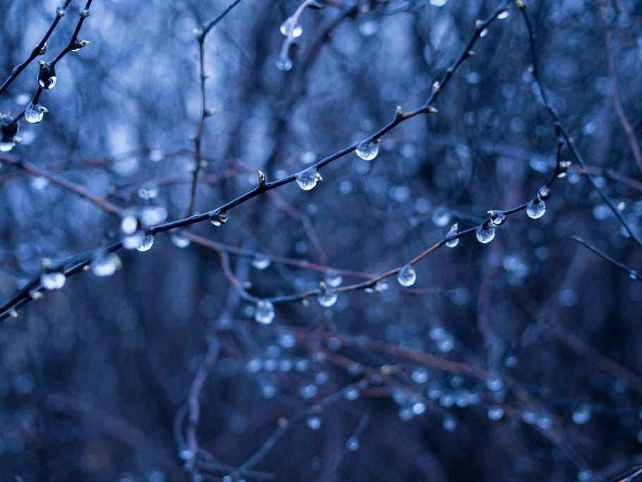 tilt-shift objektiv foto, træ gren, vanddråber, regn dråber, våd, grene, træer, Skov, natur, mørk, blå, vinter, sne, koldtemperatur, træ, afdeling, frost, is, sæson, udendørs, Frosset, plante, ingen mennesker, fokus på forgrunden, kold temperatur, vand, dråbe, tæt på, dag, ro, skønhed i naturen, selektiv fokusering, Kvist, død plante, regntiden, regndråbe, 4K