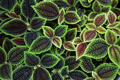 plantes de fulles negres i verdes, textura, verd, fullatge, marc complet, creixement, fons, primer pla, color verd, planta, cap gent, planta suculenta, bellesa a la natura, patró, naturalesa, botànica, cactus, flor, patró natural, biologia, ampliació, dia, fragilitat, cap de flor, 5K, CC0, domini públic, lliure de regalies