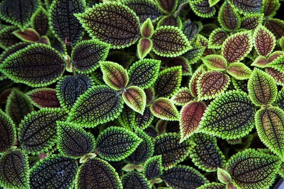 plantes de fulles negres i verdes, textura, verd, fullatge, marc complet, creixement, fons, primer pla, color verd, planta, cap gent, planta suculenta, bellesa a la natura, patró, naturalesa, botànica, cactus, flor, patró natural, biologia, ampliació, dia, fragilitat, cap de flor, 5K