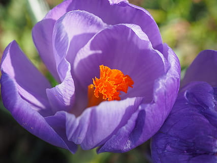 şofran, floare, primăvară, timbru, bühen, Violet, colorat, inflori, a inflori, flori de primăvară, flori, petale, luminos, culoare, plantă, frühlingsblüher, schwertlilie gewaechs, Iridaceae, plante ornamentale, floră, luxuriant, stamine, natură, a închide, frumusețe în natură, petală, vară, în aer liber, Culoarea verde, cap de floare, pat de flori, macro, multi colorate, planta cu flori, vulnerabilitate, fragilitate, prospeţime, inflorescenţă, creştere, să se concentreze asupra primelor elemente, zi, nici o persoana, lumina soarelui, botanică, polen, moliciune, 4K, CC0, domeniu public, fără drepturi de autor