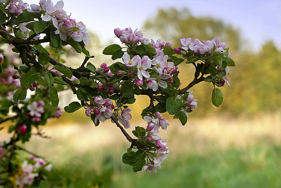 nærbillede foto, æbleblomster, dagtimerne, natur, træ, æbletræ, malus, æbleblomst, lyserød hvid, forår, frugtplante i nordtyskland, plante, blomst, blomstrende plante, friskhed, vækst, skønhed i naturen, skrøbelighed, plante del, sårbarhed, blad, mad, tæt på, fokus på forgrunden, blomstre, mad og drikke, afdeling, frugt, ingen mennesker, udendørs, blomsterhoved, lilla, Kirsebærtræ, 4K