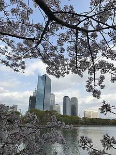 river, cherry, bill, architecture, built structure, building exterior, tree, plant, sky, city, water, office building exterior, nature, skyscraper, building, growth, cloud - sky, day, tall - high, branch, no people, travel destinations, modern, outdoors, springtime, cityscape, cherry blossom, financial district, cherry tree, 4K, CC0, public domain, royalty free