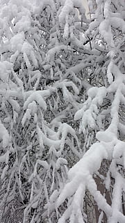 Bucarest, inverno, alberi, la neve, temperatura fredda, fotogramma intero, sfondi, nessuno, giorno, natura, vista dall'alto, bellezza nella natura, congelato, Colore bianco, abbondanza, la tranquillità, all'aperto, ghiaccio, pianta, terra, copertura, 4K, CC0, dominio pubblico, privo di copyright