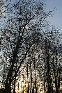 Natur, Wald, Baum, Landschaft, Himmel, Herbst, konary, Pflanzen, Schatten, Geäst, kahler Baum, Pflanze, Flachwinkelansicht, Ast, keine Leute, Silhouette, Ruhe, draußen, Tag, Schönheit in der Natur, Wachstum, Kofferraum, Szenen - Natur, Baumstamm, Nicht-städtische Szene, Land, Baumkrone, 5K, CC0, gemeinfrei, lizenzfrei
