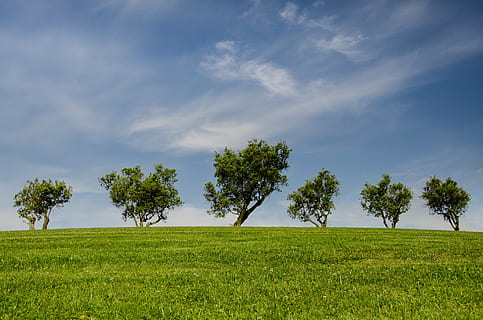 green, grass field, trees, hill, blue, nature, park, eco, environment, grass, scenic, tree, sky, landscape, cloud - sky, agriculture, green color, beauty in nature, field, plant, land, tranquility, scenics - nature, tranquil scene, growth, no people, day, non-urban scene, outdoors, 4K, CC0, public domain, royalty free