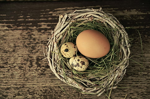vaktel, kyllingegg, egg, rede, påske, påske nest, påske dekorasjon, mat, mat og Drikke, friskhet, spise sunt, velvære, ingen folk, innendørs, kurv, stilleben, bord, høy vinkel visning, tre - materiale, container, rett over, dyrefest, dyr egg, flettet, rå mat, natur, eggeplomme, svart bakgrunn, 4K, CC0, offentlig domene, opphavsrett gratis