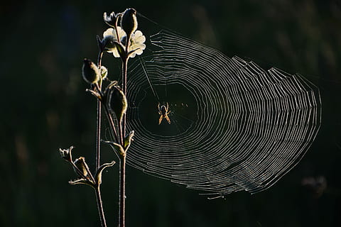 Brun, sort, edderkop, web, natur, insekt, netværk, makro, mikro-natur, lys, detalje, struktur, mønster, naturens kunst, skinnende, design, omvendt lys, plante, charmerende, fokus på forgrunden, tæt på, skrøbelighed, dyr, edderkoppespind, dyre temaer, ingen mennesker, sårbarhed, dyr i naturen, dyreliv, skønhed i naturen, dag, hvirvelløse, et dyr, udendørs, sollys, arachnid, kompleksitet, 5K, CC0, offentligt domæne, royaltyfrie