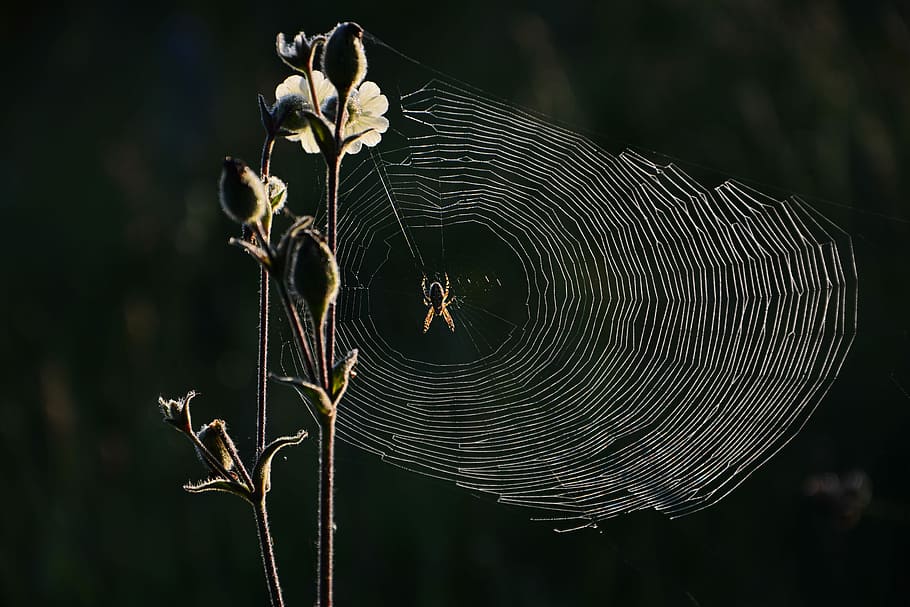 marró, negre, aranya, web, naturalesa, insecte, xarxa, macro, micro-naturalesa, llum, detall, textura, patró, l'art de la natura, brillant, disseny, invertir la llum, planta, encantador, centrar-se en primer pla, primer pla, fragilitat, animal, teranyina, temes d'animals, cap gent, vulnerabilitat, animals a la natura, fauna animal, bellesa a la natura, dia, invertebrat, un animal, a l'aire lliure, llum solar, aràcnids, complexitat, 5K