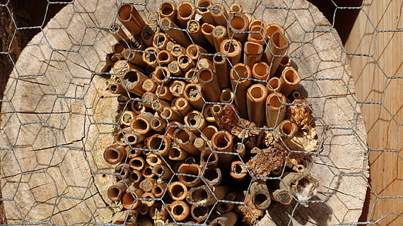 strukturera, trädgrindar, vilda bin, viloläge hjälp, insektshotell, insekthus, insektsskyddsåtgärder, nesting hjälp, natur, bikupa, vaxkaka, dag, inget folk, biodling, närbild, bi, mönster, utomhus, stor grupp av objekt, brun, solljus, högvinkelvy, överflöd, design, torr, djurliv, form, djurteman, 2K, CC0, offentligt domän, royaltyfria