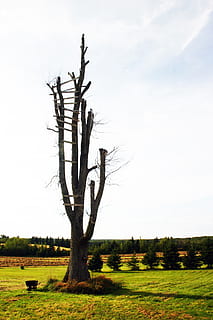 Baum, tot, Landschaft, alt, Silhouette, Leiter, Pflanze, Himmel, Land, Feld, Umgebung, Ruhe, Szenen - Natur, ruhige Szene, keine Leute, Schönheit in der Natur, Natur, Gras, Nicht-städtische Szene, Wachstum, Tag, Kofferraum, kahler Baum, Baumstamm, draußen, tote Pflanze, isoliert, 2K, CC0, gemeinfrei, lizenzfrei